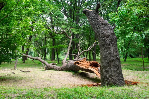 Mulching Services in Bluewell, WV