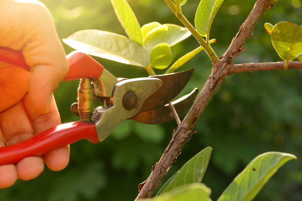 How Our Tree Care Process Works  in  Bluewell, WV